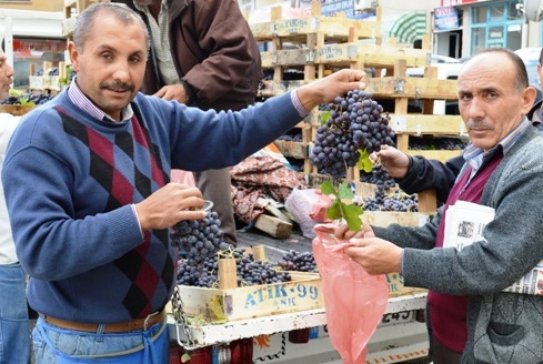 Ankara Çubuk’ta Üzüm Yetiştiriciliğine Başladı