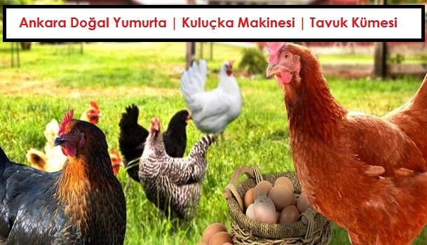 Ankara Doğal Yumurta | Kuluçka Makinesi | Tavuk Kümesi