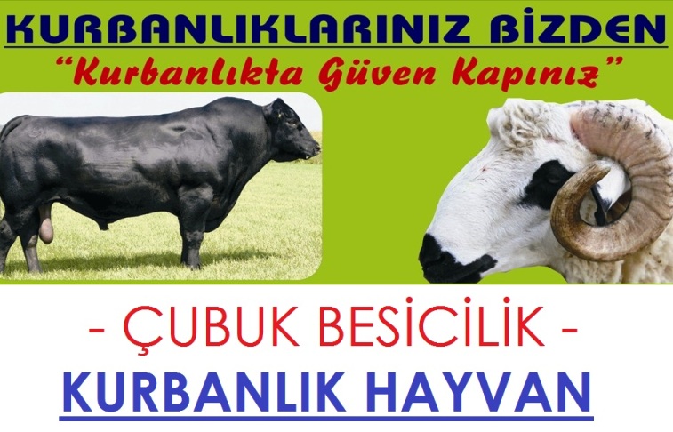 Ankara Kurbanlık Çiftliği | Dana Düve Besicilik