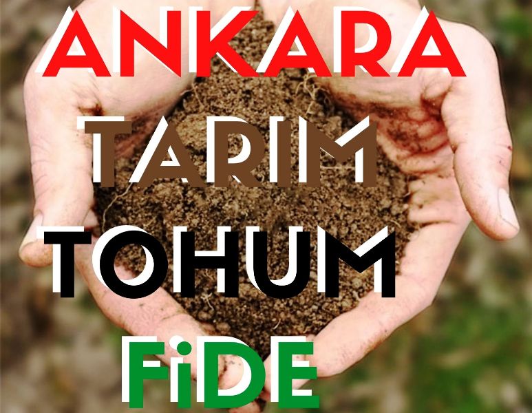 Ankara Tarım Tohum Fide