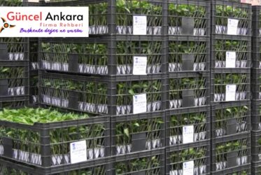 Büyükşehir Belediyesi 2025 yılı sebze fidesi için başvuru alıyor